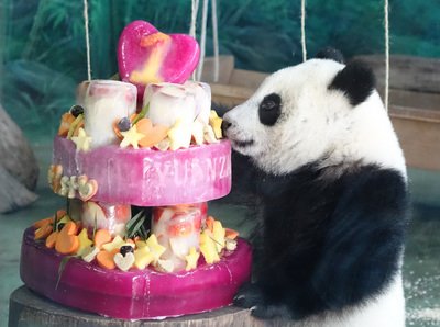 Panda Yuan Zai merayakan hari ulang tahun pertama