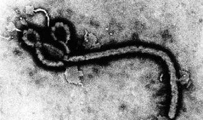 WHO: Penyebaran Virus Ebola terlalu cepat