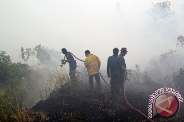 Greenpeace sebut lahan gambut Indonesia 