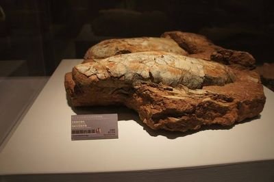 Pameran “Telur Dinosaurus” di NMNS Merupakan Yang Perdana Dunia