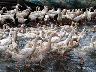 Dicurigai Produk Minyak Ting Hsin Dari Vietnam Mengandung Dioxin