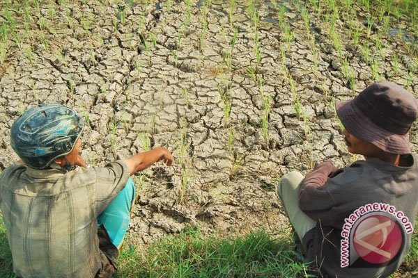 3.091 Hektare Sawah Di Sulawesi Tenggara Kekeringan