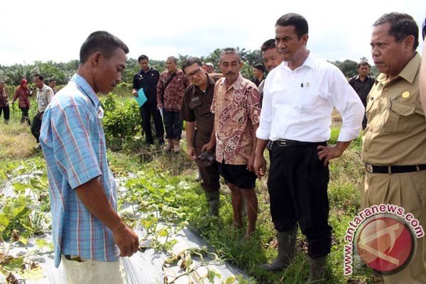 Mentan optimistis swasembada pangan tiga tahun