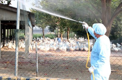 Epidemi Flu Burung Menyebar Hingga Taoyuan, Jika Dipastikan Jenis H5 Maka Segera Dibasmi
