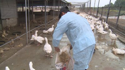OIE : Penularan H5N2 Kepada Manusia Kecil