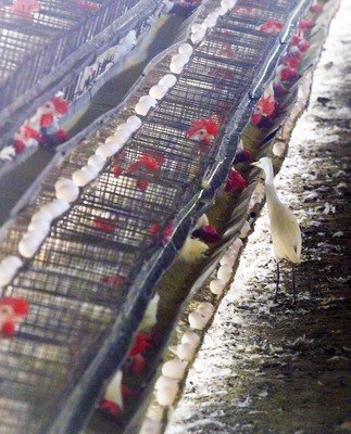 Virus Baru Belum Menyebar  Peternakan Ayam Tainan Dipastikan H5N2