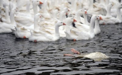 Bertambah 6 Peternakan  Tainan Membasmi Ungas Terjangkit Flu Burung