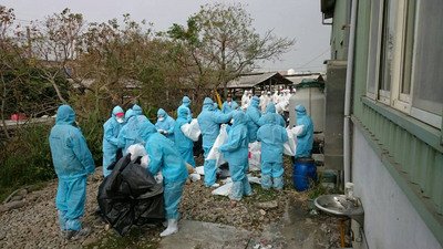 Virus Flu Burung Merebak  Taoyuan Membasmi 22 Ribu Angsa