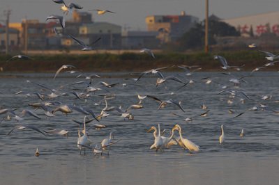 Burung Migran Ditemukan Terjangkit H7N9 Tidak Sama Dengan Jenis Virus Dari Daratan Tiongkok
