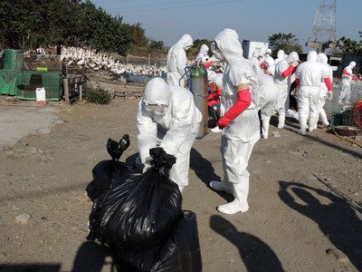 Jumlah Epidemik Flu Burung Bertambah 12 Peternakan