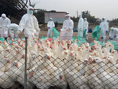 Flu Burung Merebak Capai 600 Peternakan Unggas