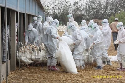 Pembasmian Unggas  Sebelum Imlek Beri Ganti Rugi 60%   Upaya Pencegahan Penyebaran Epidemik  Tahun Baru Imlek BAPHIQ Tidak Libur