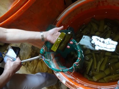 FDA Gelar Razia Total Produk Rumput Laut