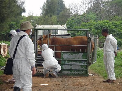 Epidemik Penyakit Mulut dan Kuku pada Ternak Serang Kawasan Kinmen