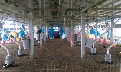 Lebih dari 6.000 bebek di Chiayi dibunuh karena terinfeksi flu burung