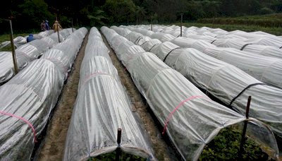 Kerugian pertanian akibat cuaca dingin mencapai NTD3,3 milyar