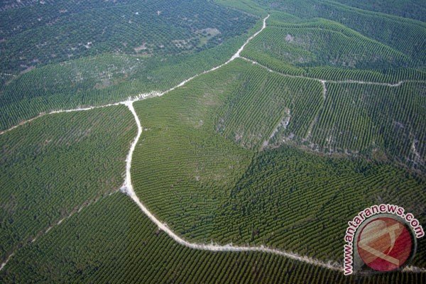 Presiden Minta Pengkajian Strategi Pengembangan Hutan Industri