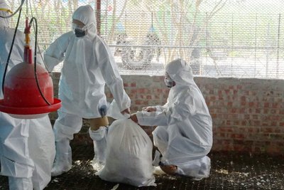 Lebih dari 12.000 ekor ayam dan angsa dimusnahkan karena flu burung