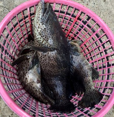 Yuan Eksekutif merevisi undang-undang penangkapan ikan untuk mengelak sangsi Uni Eropa