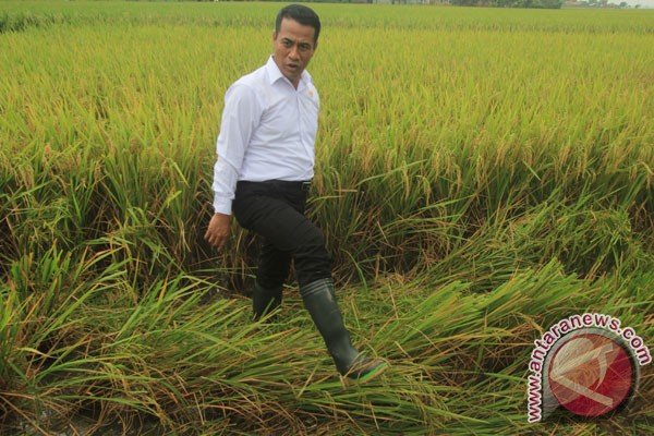 Mentan ancam daerah yang tidak meningkatkan produk pertanian