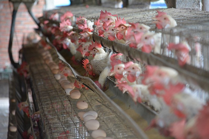 Harga Telur di Pasaran Naik 20-30%