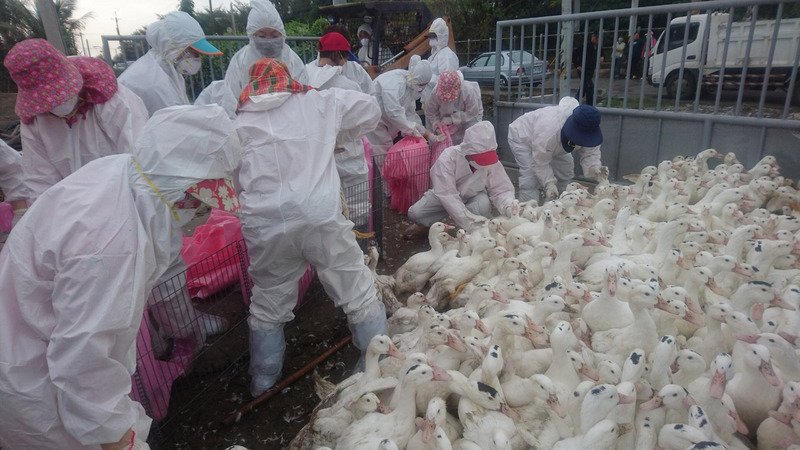 Peternakan bebek di Yunlin terinfeksi flu burung