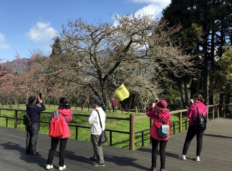 Festival bunga sakura Alishan 2018 akan dimulai 15 Maret