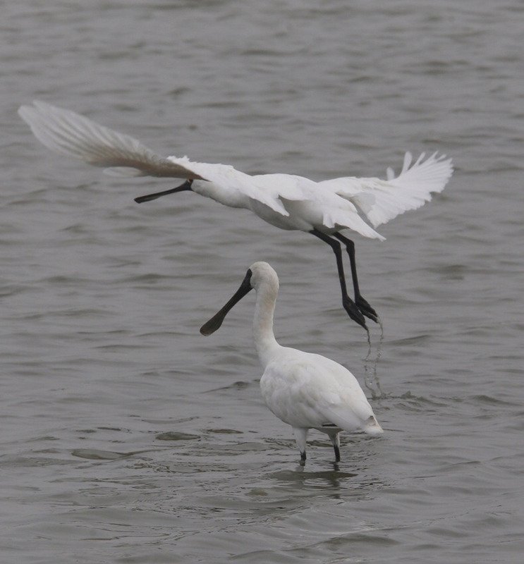 Populasi burung black-faced spoonbill yang melewati musim dingin di Taiwan mencatat penurunan