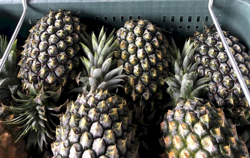 Hindari Kepanikan Harga Buah Turun   William Lai Instruksi Segera Klarifikasi