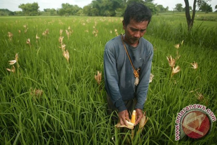 Begini Terobosan Kementan Dongkrak Produksi Pangan