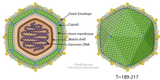Dewan Pertanian Pinta Masyarakat Tidak Panik Hadapi Asfivirus