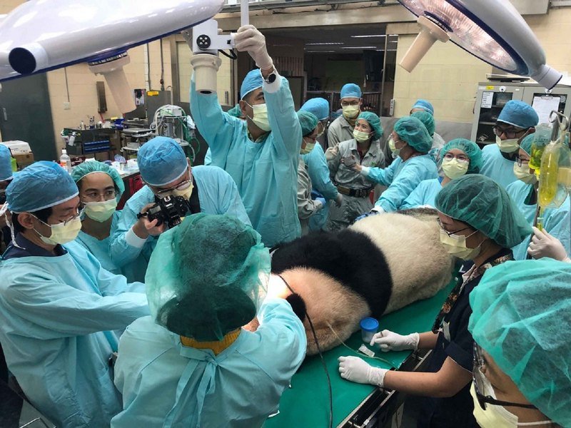 Pengembangan Medis Perawatan Saluran Gigi Pertama Untuk Satwa