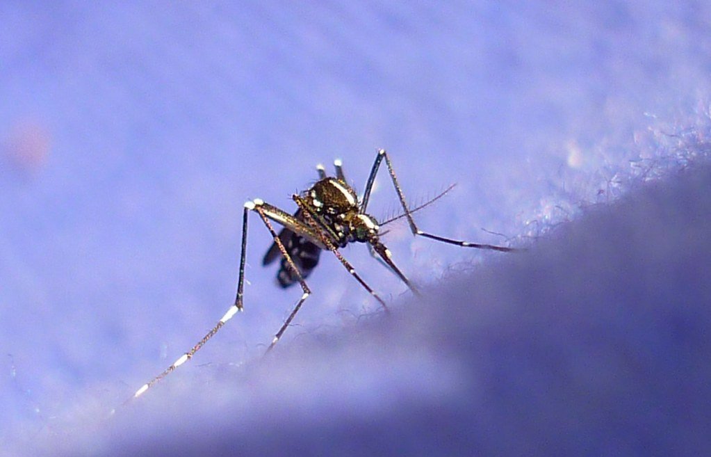 PMI Bawa Kasus Chikungunya Taiwan Pertama Tahun ini