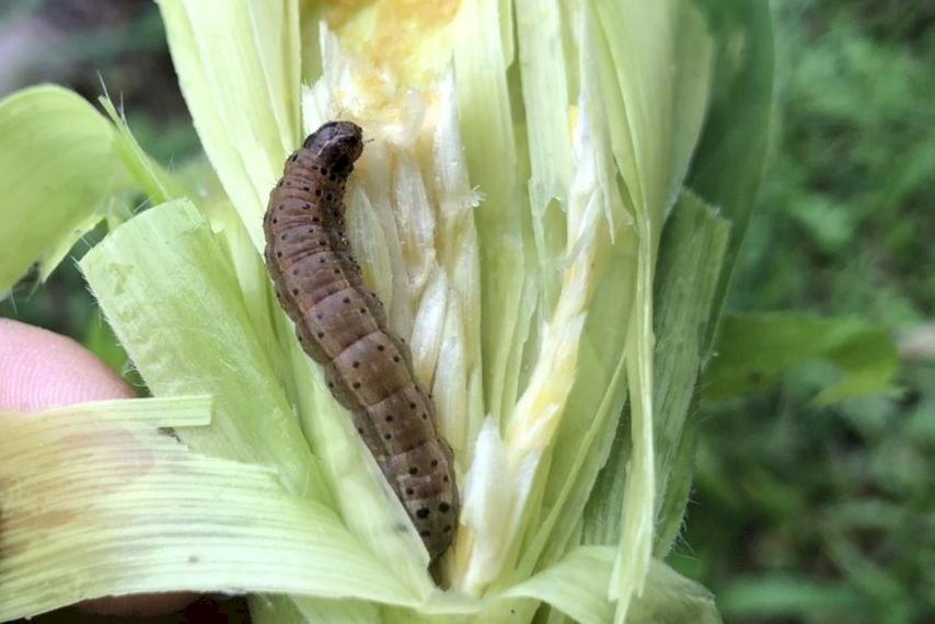 Cegah Serangan Ulat Fall Armyworm, Hsu Kuo-yong Instruksikan Peningkatkan Indentifikasi Taman Nasional