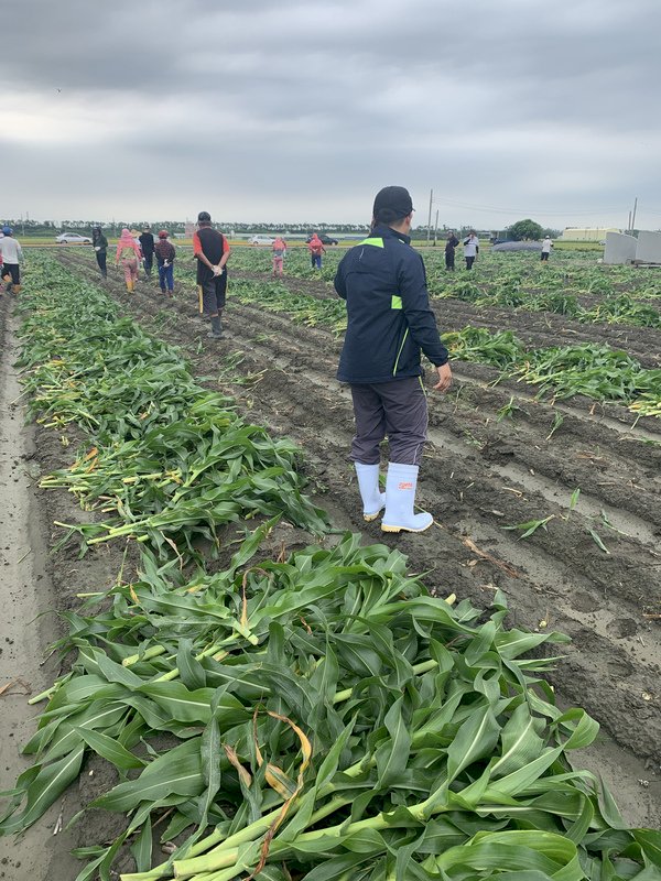 Taiwan Siap Pencegahan Serangan Ulat Fall Army Worm Tahap ke-2