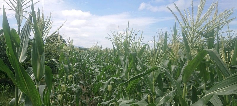 Fall Armyworm Sudah Lebih Awal di Taiwan  Pakar Botani : Belum Pernah Terlihat Sebelumnya