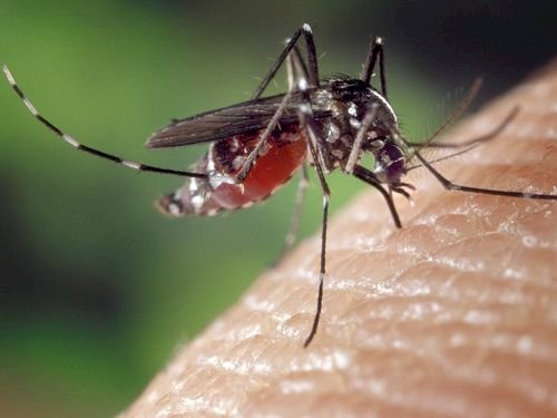 Awas! Dengue telah menyebar ke New Taipei di Taiwan utara