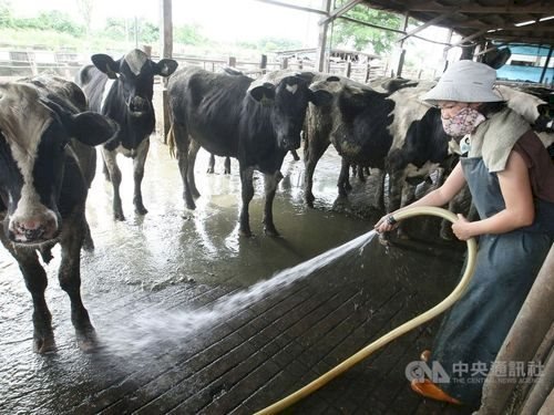 Taiwan dalam tahap pembicaraan tentang pemasokan pekerja migran peternakan sapi perah