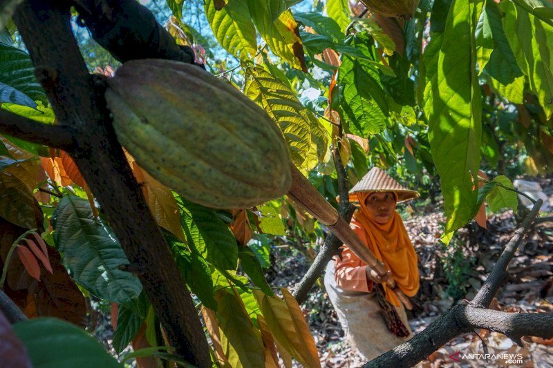 Parigi Moutong targetkan peremajaan kakao 400 hektare