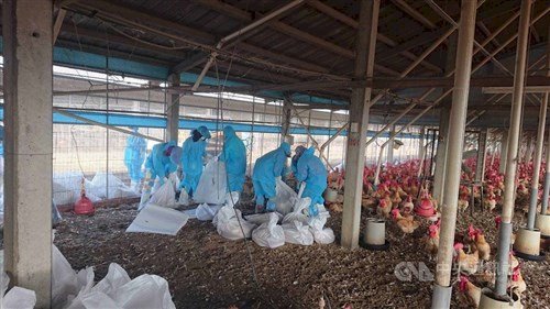23.000 ekor ayam dimusnahkan di peternakan Yunlin karena flu burung