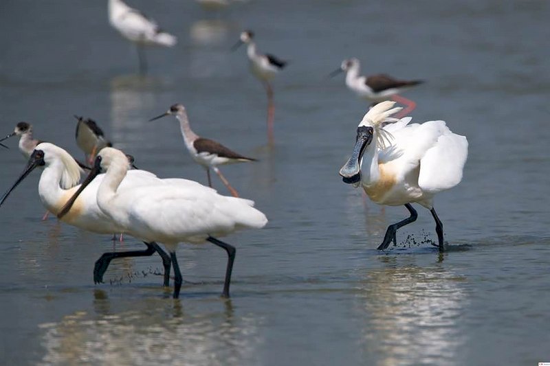 Taiwan Memiliki 50% Lebih Populasi Burung Ibis Berwajah Hitam