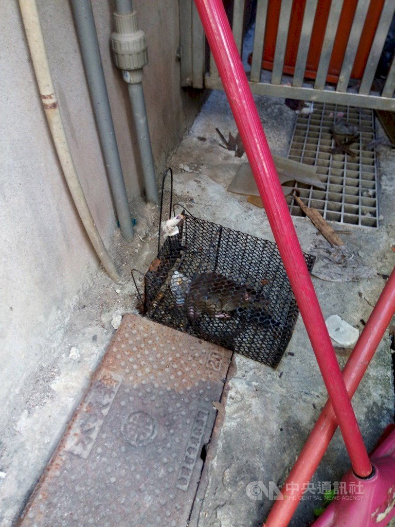 Lima kasus hantavirus dikonfirmasi di Kaohsiung tahun ini