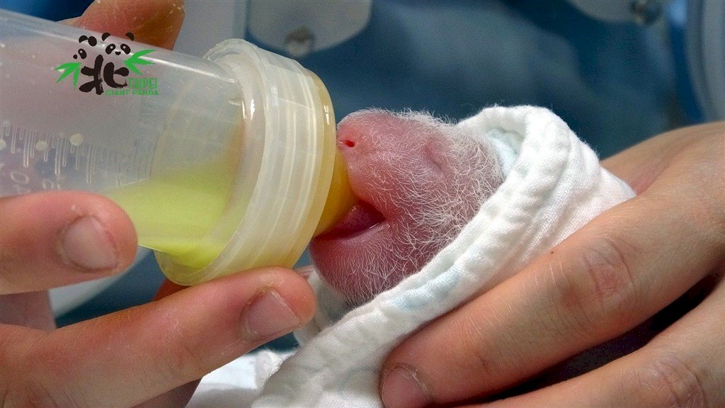 Panda Yuan Yuan melahirkan anak kedua di Kebun Binatang Taipei