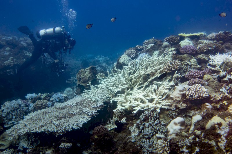 Perairan Taiwan Mengalami Krisis Pemutihan Karang, Green Peace Minta Aktifkan Pengurangan Emisi Karbon