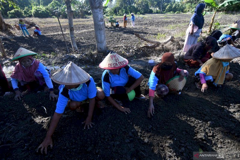Mendes : Padat Karya Tunai Desa Bakal Serap 7,05 Juta Tenaga Kerja