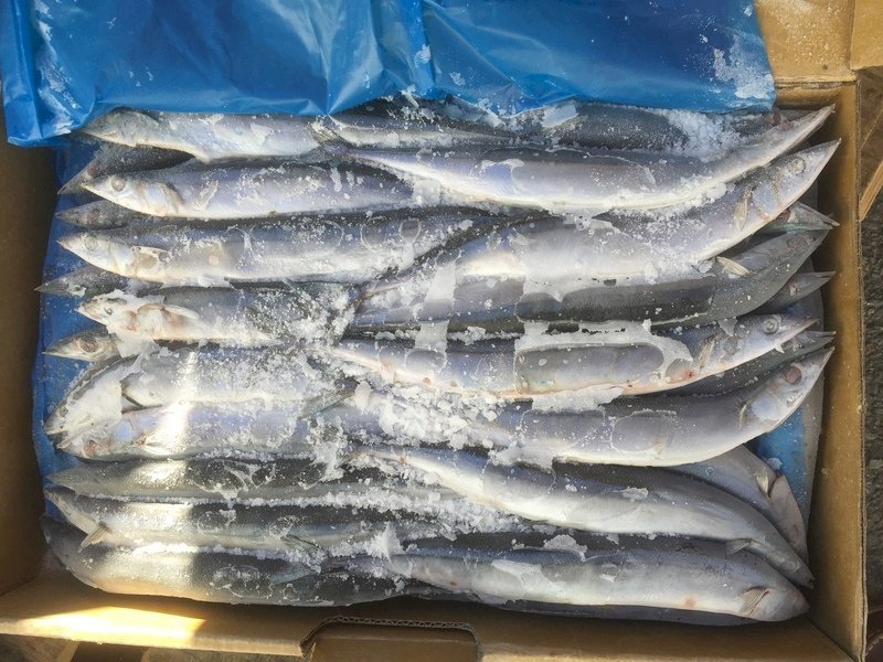 Menghentikan Krisis Ikan Sauri   8 Negara Sepakat Mengurangi 40% Hasil Tangkapan