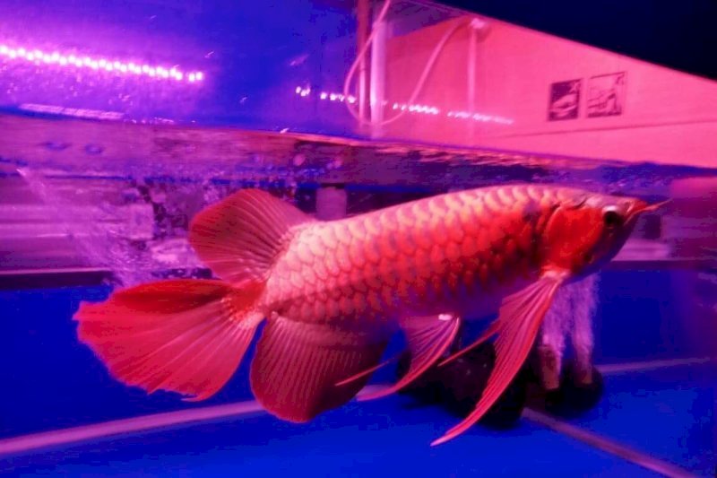 KKP Janji Permudah Izin Pemanfaatan Ikan Arwana di Kalimantan