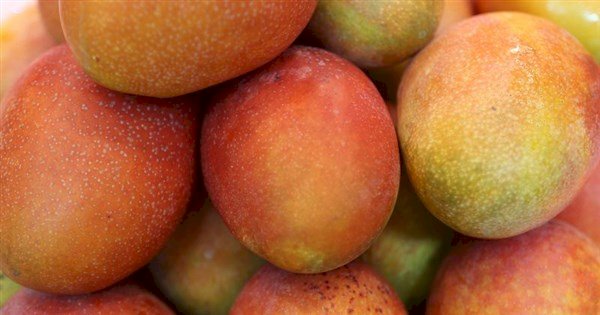 Disinyalir Terdapat Larva Lalat Buah, Produk Mangga dan Leci Taiwan Ditolak Selandia Baru