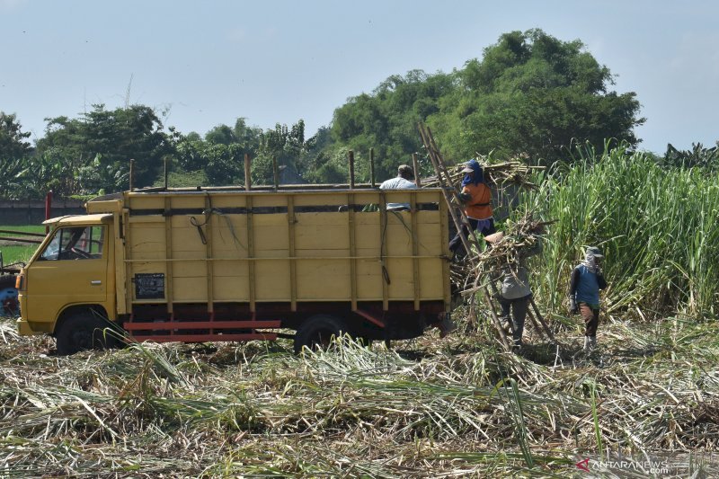 Kementan: UEA Tertarik Investasi Perkebunan Tebu dan Gula di Indonesia