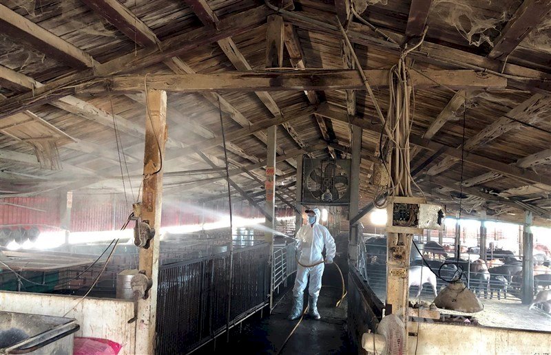 Penangguhan Sementara Penggunaan Limbah Dapur untuk Peternakan Babi